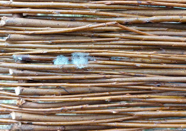 Flugschimmel auf Weidengeflecht Flugschimmel auf Weidengeflecht