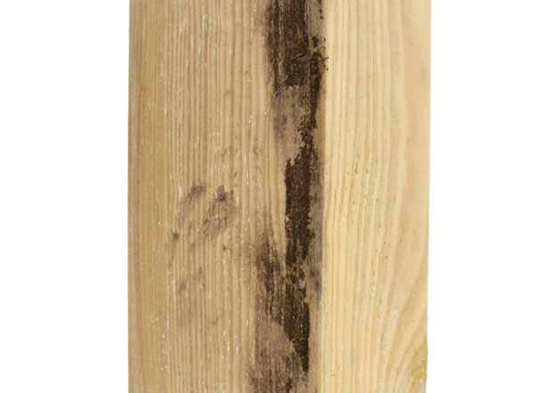 Stockflecken auf Holzbrett Stockflecken auf Holzbrett