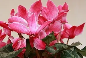 Wunderschön, aber giftig: Diese 60 Gartenpflanzen haben es in sich!