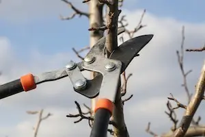 Alte Obstbäume auslichten und verjüngen. Praxiswissen für den Rückschnitt