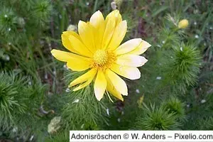 Adonisröschen