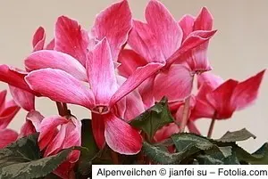 Alpenveilchen
