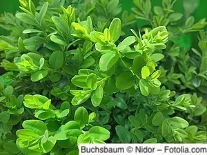 Buchsbaum