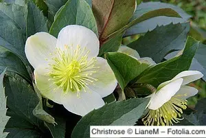 Christrose