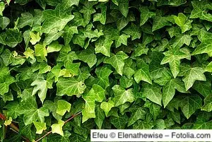 Efeu