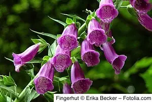 Fingerhut