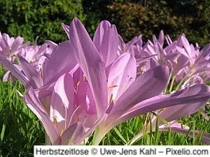 Herbstzeitlose
