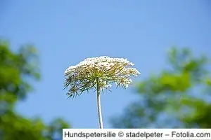 Hundspetersilie