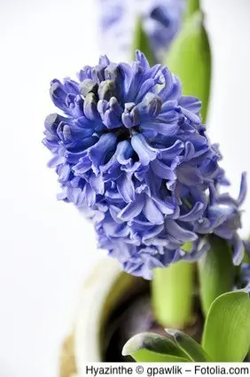 Hyazinthe