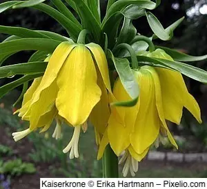 Kaiserkrone