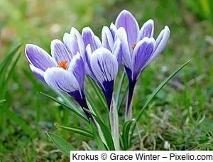 Krokus