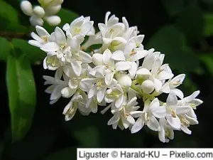 Liguster