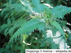 Ongaonga