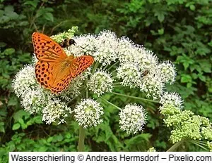 Wasserschierling