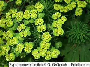 Zypressenwolfsmilch