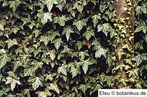 Mit Efeu bewachsene Hauswand Mit Efeu bewachsene Hauswand