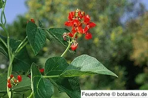 Die schnell schlingende Feuerbohne sorgt für ein dichtes Blätterdach Die schnell schlingende Feuerbohne sorgt für ein dichtes Blätterdach