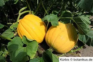 Kürbisse sind auf sehr stabile Rankysysteme angewiesen Kürbisse sind auf sehr stabile Rankysysteme angewiesen