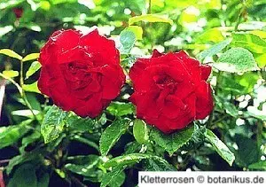 Kletterrose mit zwei Blüten Kletterrose mit zwei Blüten