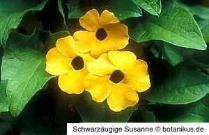 cherengitter empfehlen sich für die Schwarzäugige Susanne cherengitter empfehlen sich für die Schwarzäugige Susanne