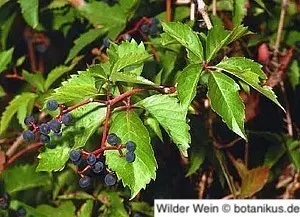 Feinmaschige Rankgitter verleihen Wildem Wein Halt Feinmaschige Rankgitter verleihen Wildem Wein Halt