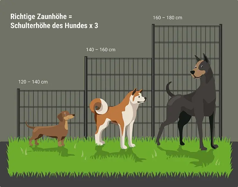 Richtige Zaunhöhe entspricht der dreifachen Schulterhöhe (Widerristhöhe) des Hundes 