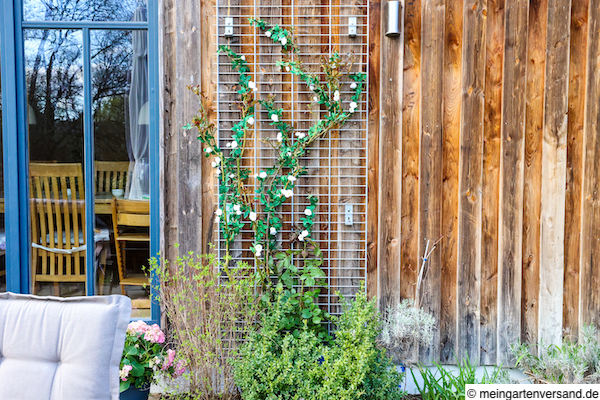 Mit Kletterpflanze begrüntes Rankgitter