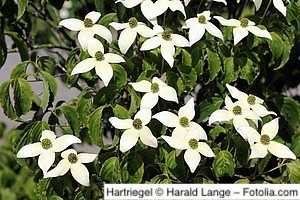 Giftige Gartenpflanzen meingartenversand.de